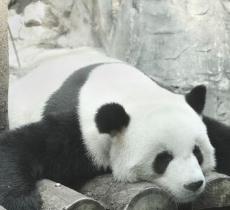 北京动物园-熊猫馆